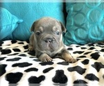 Small #53 French Bulldog