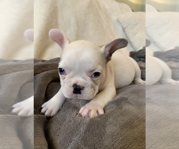 Medium Photo #7 French Bulldog Puppy For Sale in JOHNS ISLAND, SC, USA