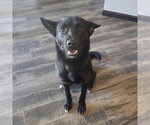 Small #1 Border Collie Mix