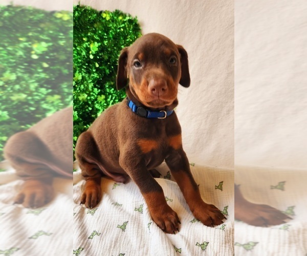 Medium Photo #3 Doberman Pinscher Puppy For Sale in RIVERSIDE, CA, USA
