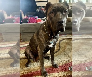 Mother of the Cane Corso puppies born on 07/06/2026