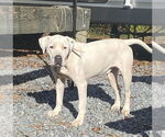 Small #2 American Pit Bull Terrier Mix