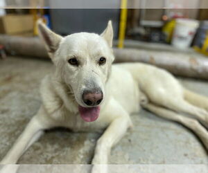 Toby GSD - Male German Shepherd Dog Dog for Adoption - Photo #19