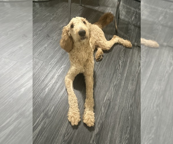 Medium Photo #4 Goldendoodle Puppy For Sale in BLOOMFIELD, NJ, USA