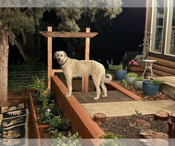 Medium Photo #1 Irish Wolfhound Puppy For Sale in VEYO, UT, USA