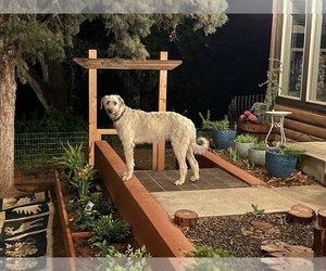 Mother of the Irish Wolfhound puppies born on 06/03/2026