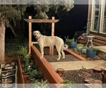 Small Photo #1 Irish Wolfhound Puppy For Sale in VEYO, UT, USA