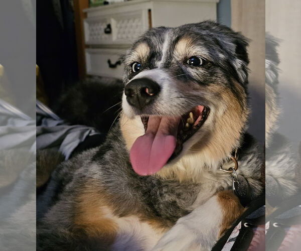 Medium Photo #4 Australian Shepherd-Unknown Mix Puppy For Sale in Farmington, MN, USA