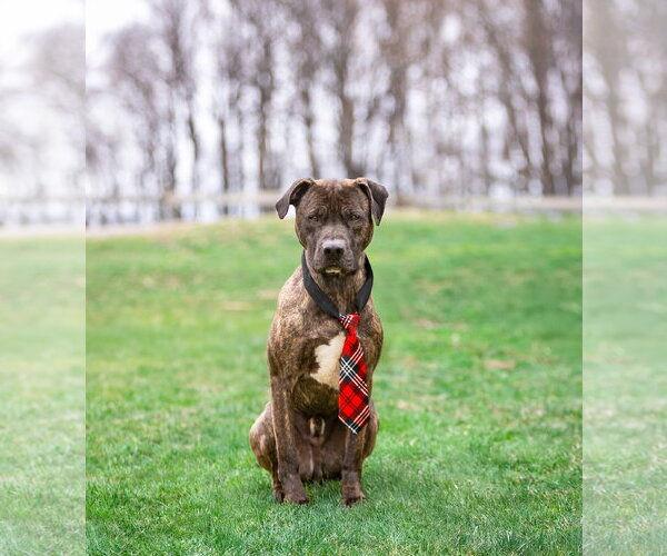 Medium Photo #9 Mutt Puppy For Sale in Unionville, PA, USA