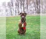 Small #8 Mutt