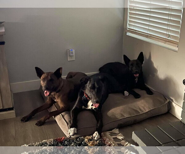 Medium Photo #3 German Shepherd Dog-Unknown Mix Puppy For Sale in Escondido, CA, USA