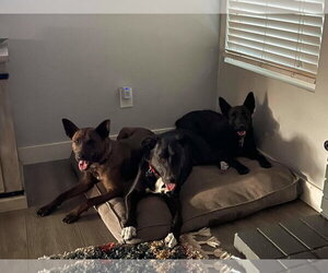 Bluebell - Female German Shepherd Dog-Unknown Mix Dog for Adoption - Photo #3