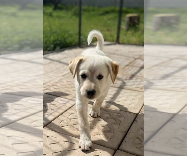 Medium Photo #4 Mutt Puppy For Sale in San Diego, CA, USA