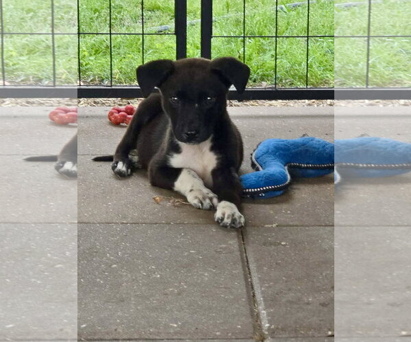Medium Photo #2 German Shepherd Dog-Unknown Mix Puppy For Sale in Oakhurst, NJ, USA