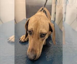 Basschshund Dogs for adoption in Mobile, AL, USA