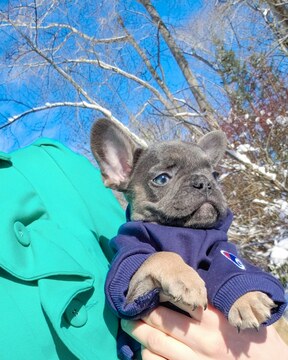 Medium Photo #30 French Bulldog Puppy For Sale in MARYSVILLE, WA, USA