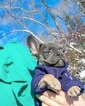 Small Photo #30 French Bulldog Puppy For Sale in MARYSVILLE, WA, USA