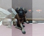 Small Photo #6 Cane Corso Puppy For Sale in MEDARYVILLE, IN, USA