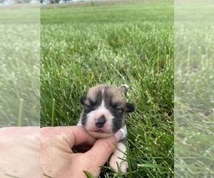 Pembroke Welsh Corgi Puppy for sale in ARTHUR, IL, USA