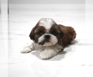 Shih Tzu Puppy for Sale in LOS ANGELES, California USA