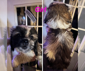 Cock-A-Tzu Puppy for sale in OGDENSBURG, NY, USA