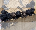 Small Photo #1 Labrador Retriever Puppy For Sale in MARYVILLE, TN, USA