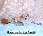 Image preview for Ad Listing. Nickname: Joey