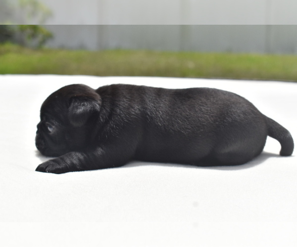 Medium Photo #4 Pug Puppy For Sale in PALM COAST, FL, USA