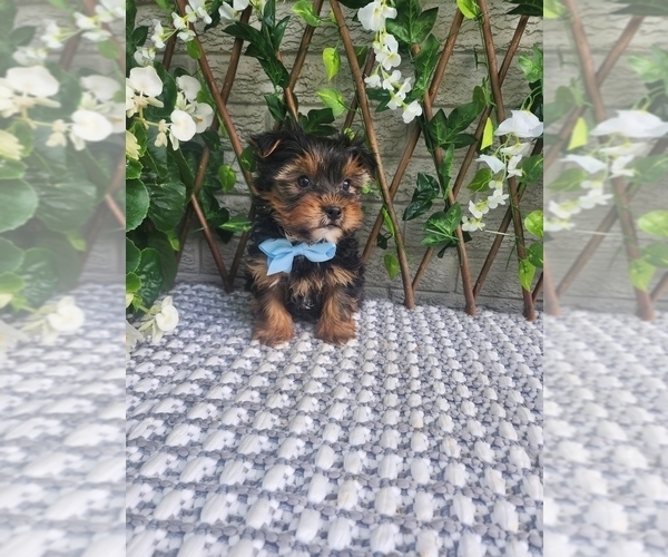 Medium Photo #7 Morkie-Yorkshire Terrier Mix Puppy For Sale in INDIANAPOLIS, IN, USA