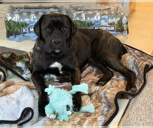 Retriever -Unknown Mix Dogs for adoption in Duluth, MN, USA