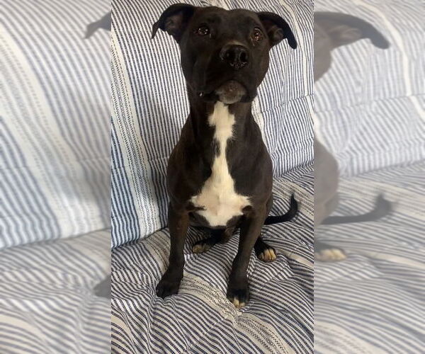 Medium Photo #4 Mutt Puppy For Sale in Ridgefield, CT, USA