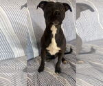 Small #3 Mutt