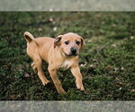 Tommey - Male Mutt Dog for Adoption - Small photo