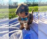 Small #6 Bernedoodle-Doodle Mix