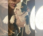 Small Photo #4 Bulldog Puppy For Sale in PORTERVILLE, CA, USA