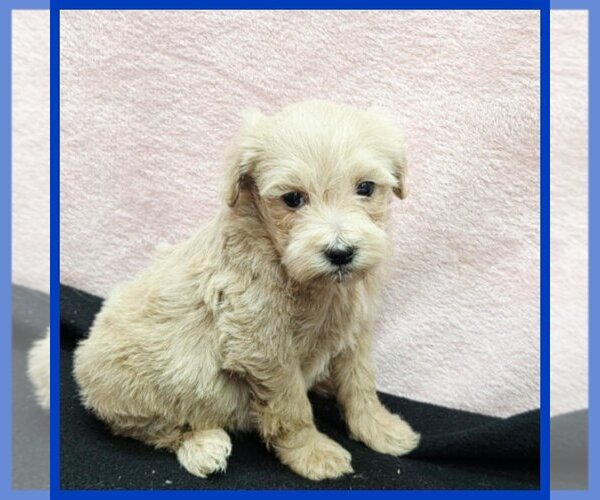 Medium Photo #1 Maltipoo (Toy) Puppy For Sale in TAYLOR, TX, USA