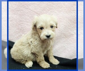 Maltipoo (Toy) Puppy for sale in TAYLOR, TX, USA