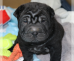 Small #2 Chinese Shar-Pei