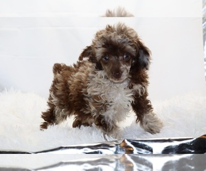 Poodle (Toy) Puppy for sale in DYERSBURG, TN, USA