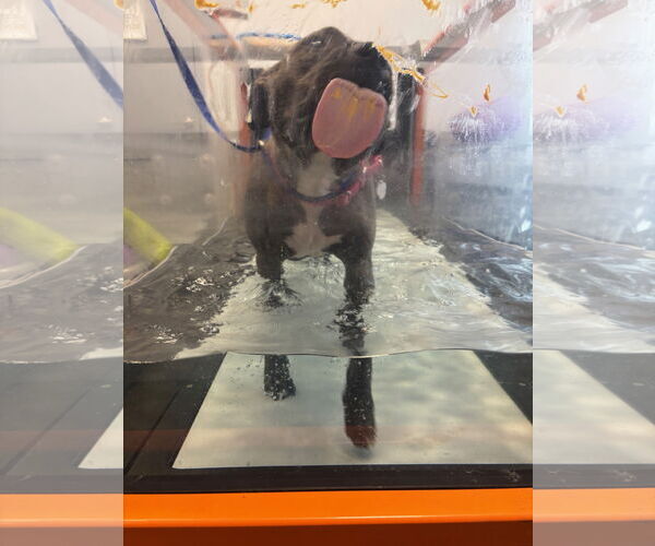Medium Photo #5 American Pit Bull Terrier Puppy For Sale in Rockville, MD, USA