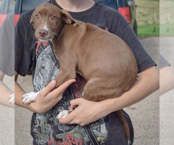 Medium Photo #2 Borador Puppy For Sale in Huntley, IL, USA