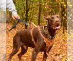 Small #19 Doberman Pinscher