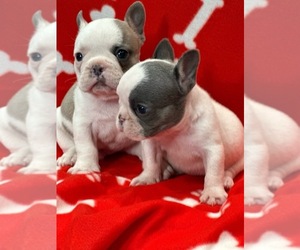 French Bulldog Puppy for sale in FREEPORT, NY, USA