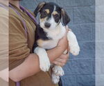 Small #3 Mutt
