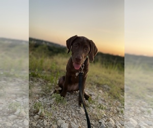 Labrador Retriever Dogs for adoption in AUSTIN, TX, USA