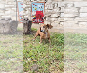 Dachshund Dogs for adoption in FRAMINGHAM, MA, USA