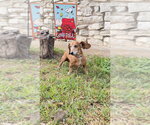 Max D - Male Dachshund Dog for Adoption - Small photo