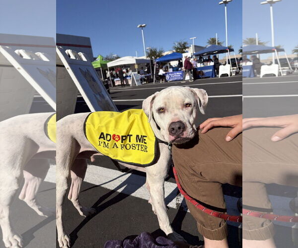 Medium Photo #1 Bulldog-Staffordshire Bull Terrier Mix Puppy For Sale in Chandler, AZ, USA