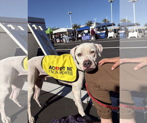 Bulldog-Staffordshire Bull Terrier Mix Dogs for adoption in Chandler, AZ, USA