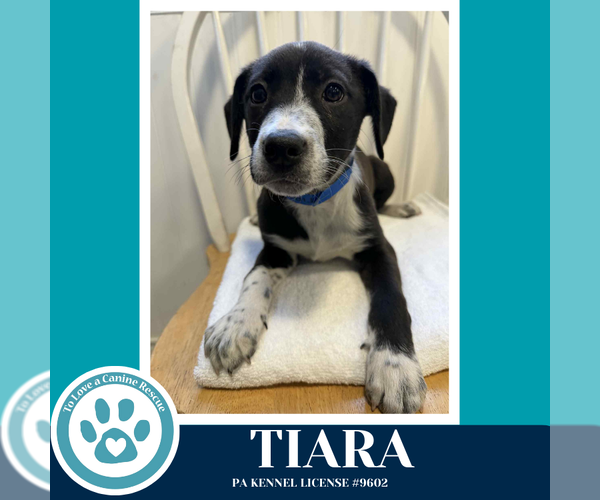 Medium Photo #3 Border Collie-Unknown Mix Puppy For Sale in Kimberton, PA, USA